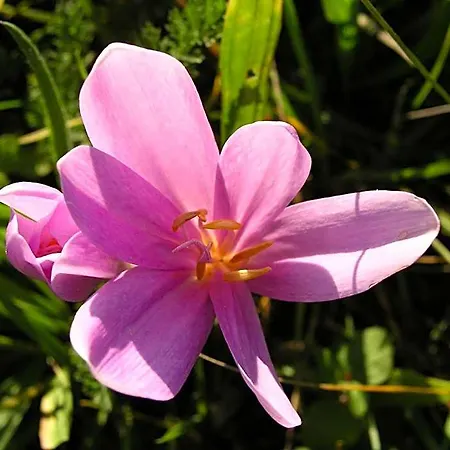 Tornacos - Hegykő