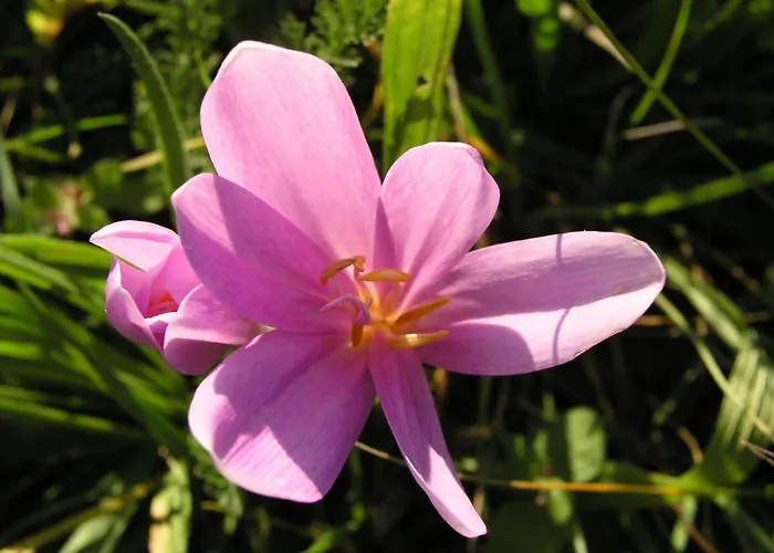 Hotell Tornacos - Hegykő